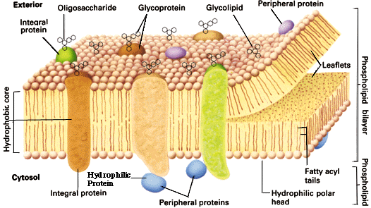 cellemembran