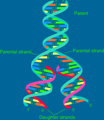 DNA-replikasjon