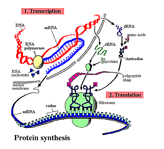 protein-syntese png