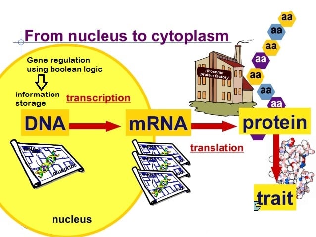 DNA-transkripsjon