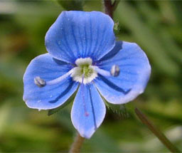 blomsterhilsen