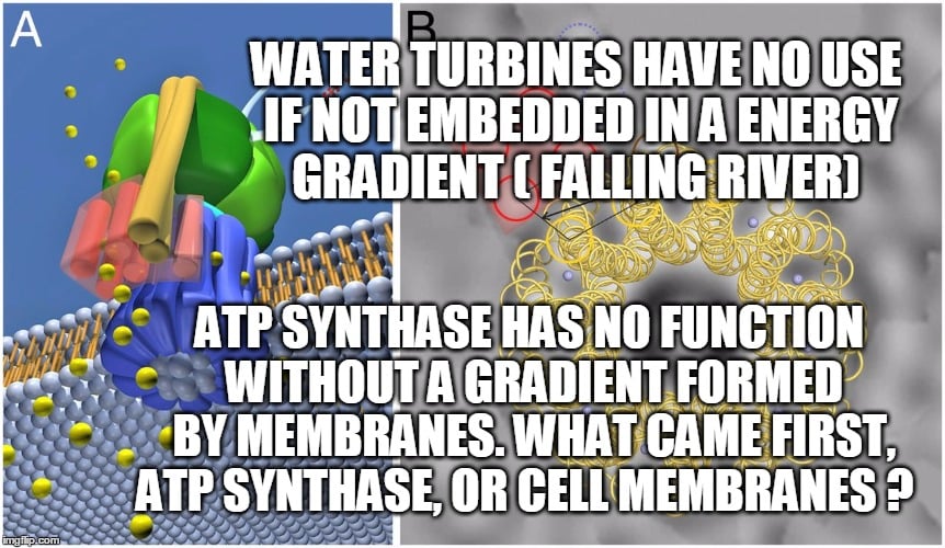 ATP-engergi-gradient