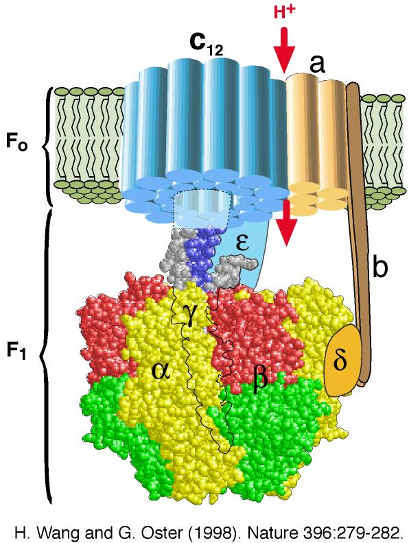 ATP