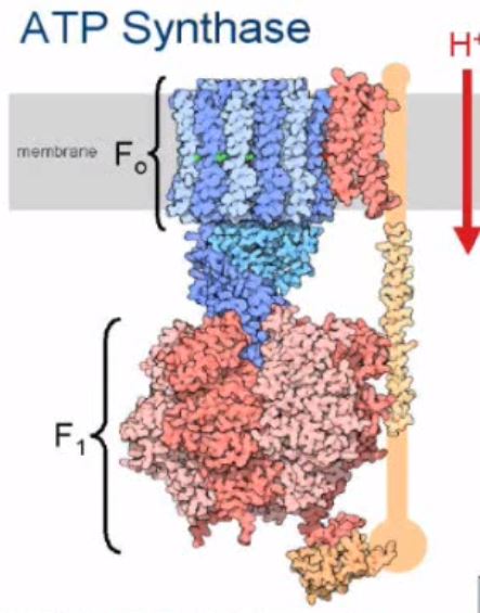 ATP-syntase