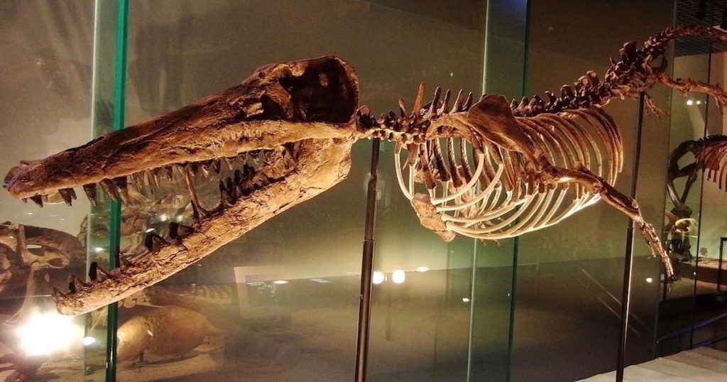 Hvalfossil