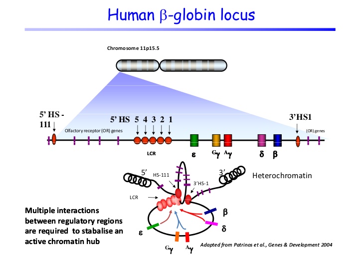 Beta-globulin