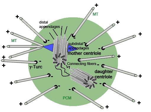 Centrosom m. centrioler