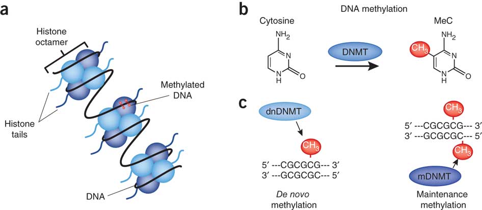 Cytosin-metylering
