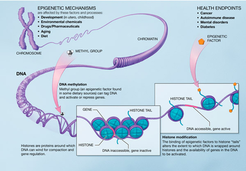 DNA-methylation