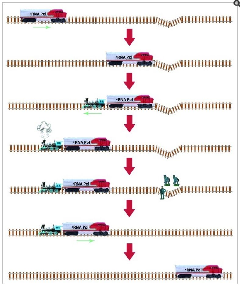 DNA-rep