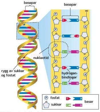 DNA