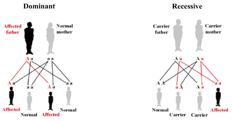 dom-recessive