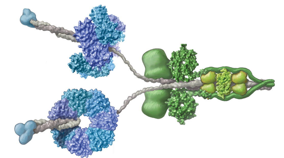 Dynein