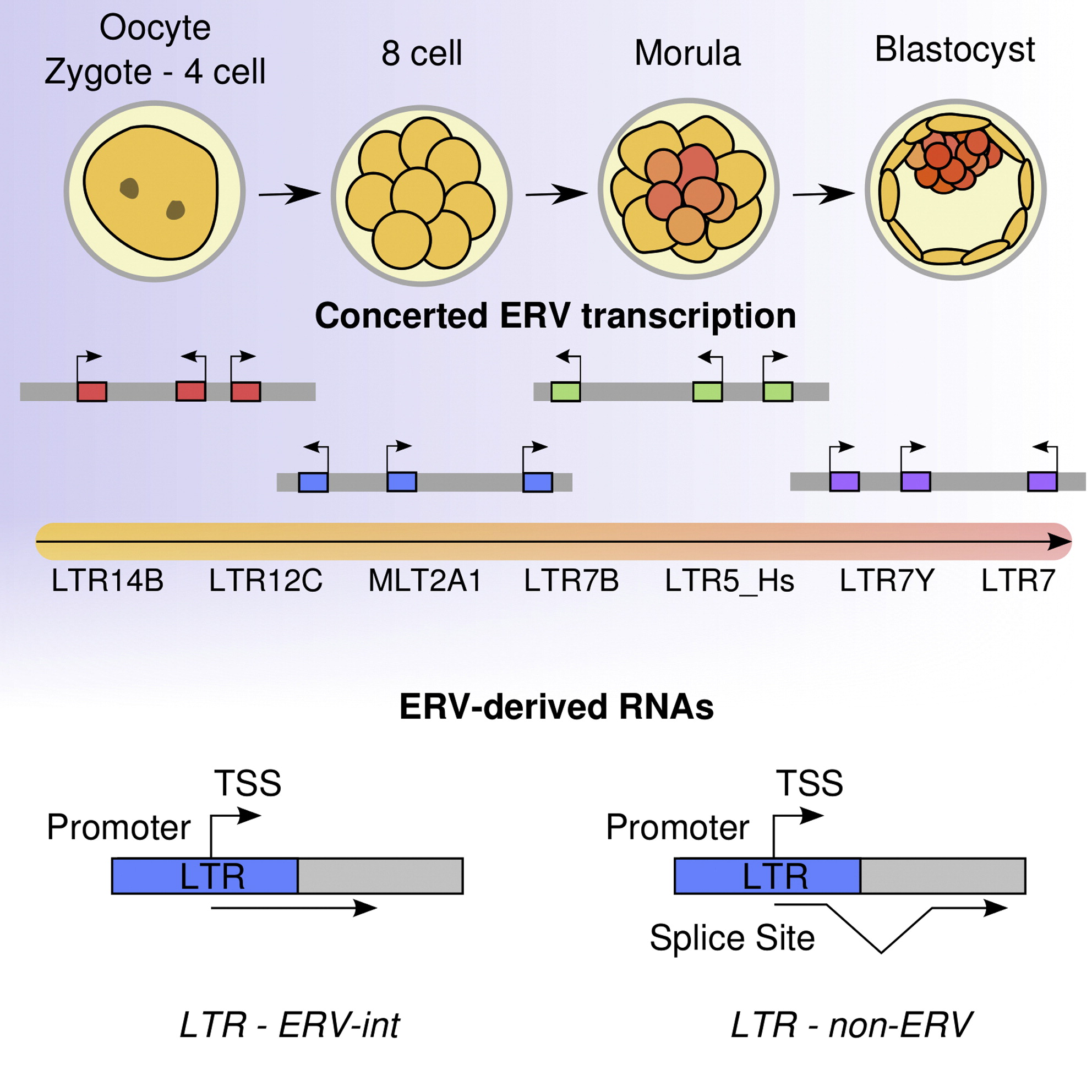 ERV omformer RNA