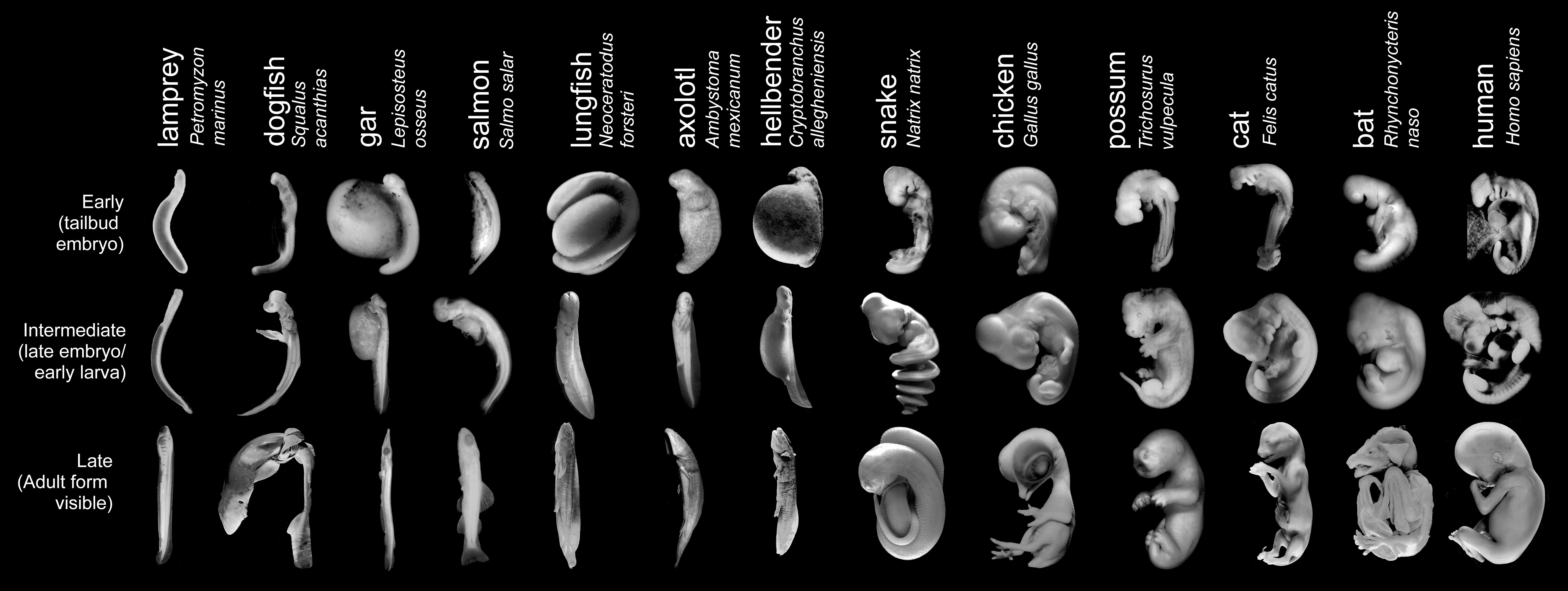 Embryo