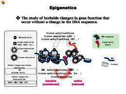 epigenetikk