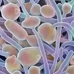 fungus