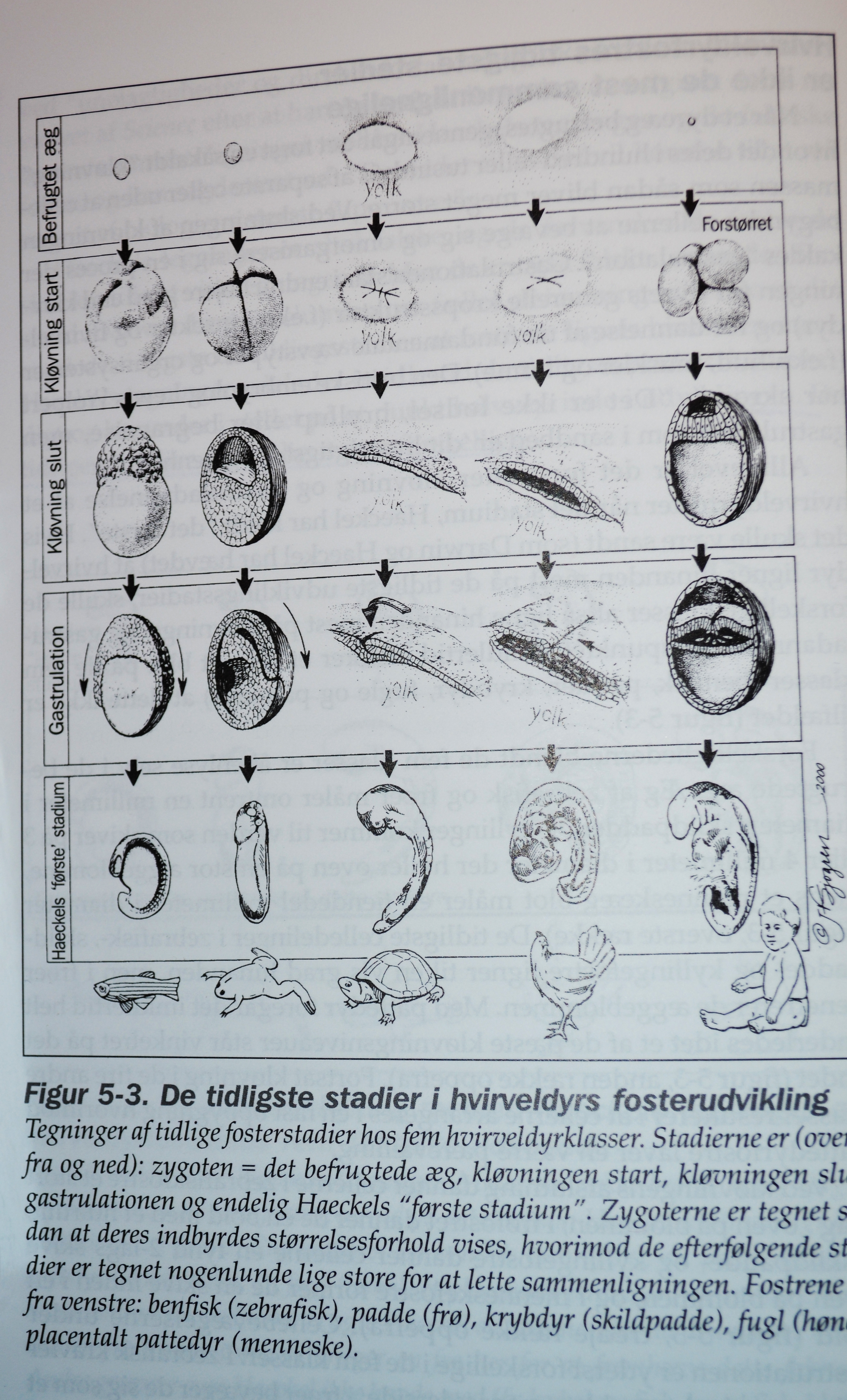 Embryo-fusk