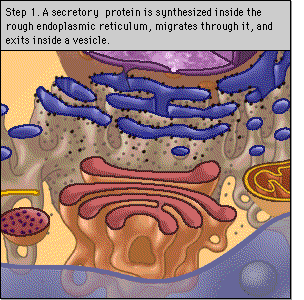 Intra-cellulaer transport