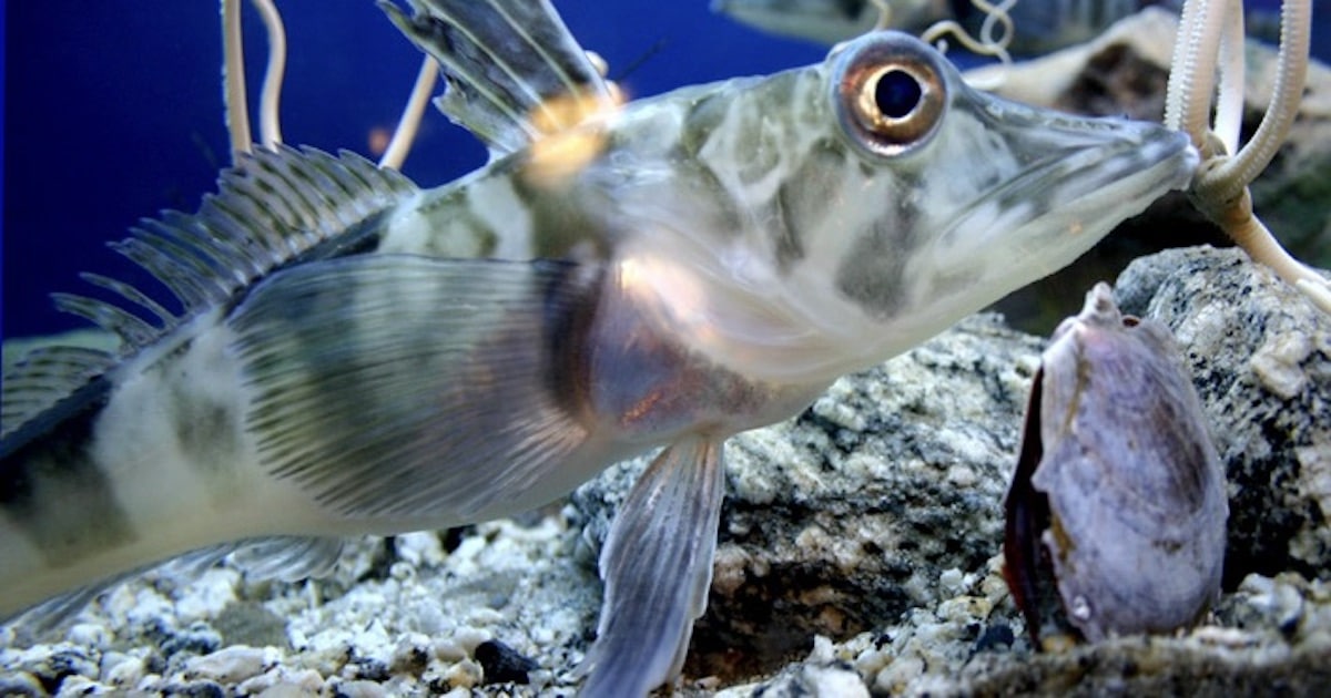 isfisk