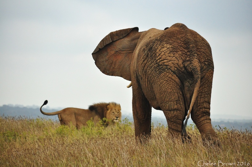 loeve-og-elefant