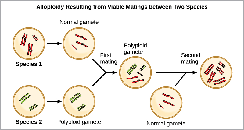 Polyplodi
