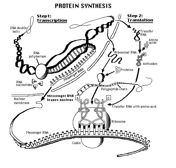 protein-syntese