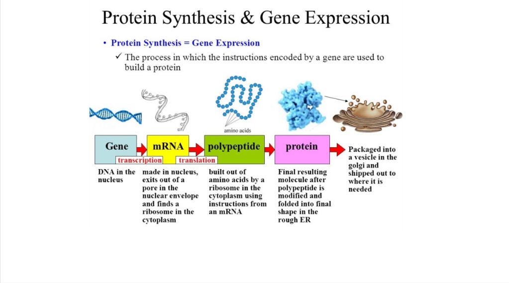 Protein-syntese
