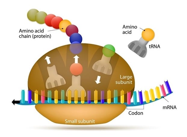 Protein-syntese