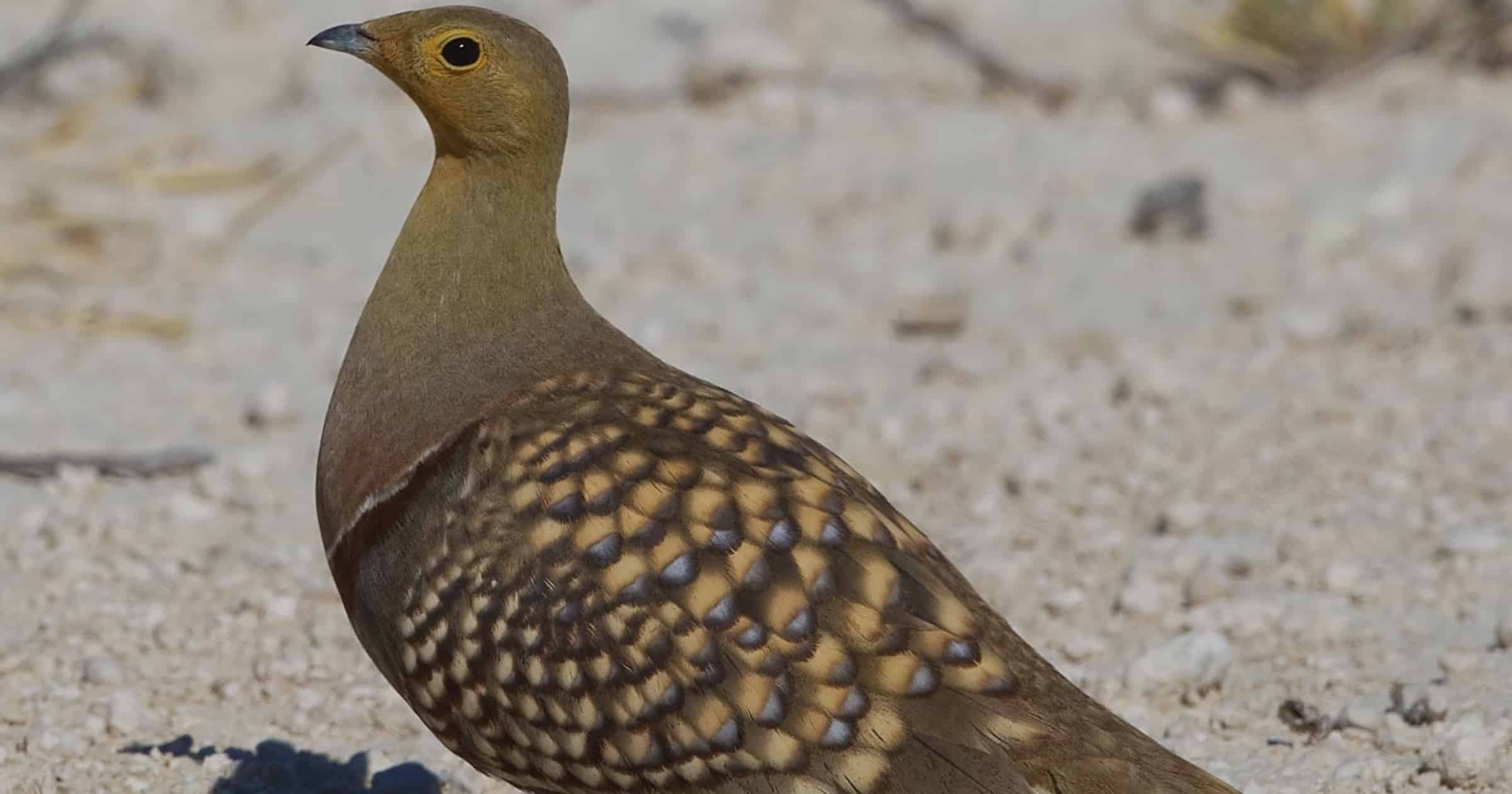 sandgrouse-hann
