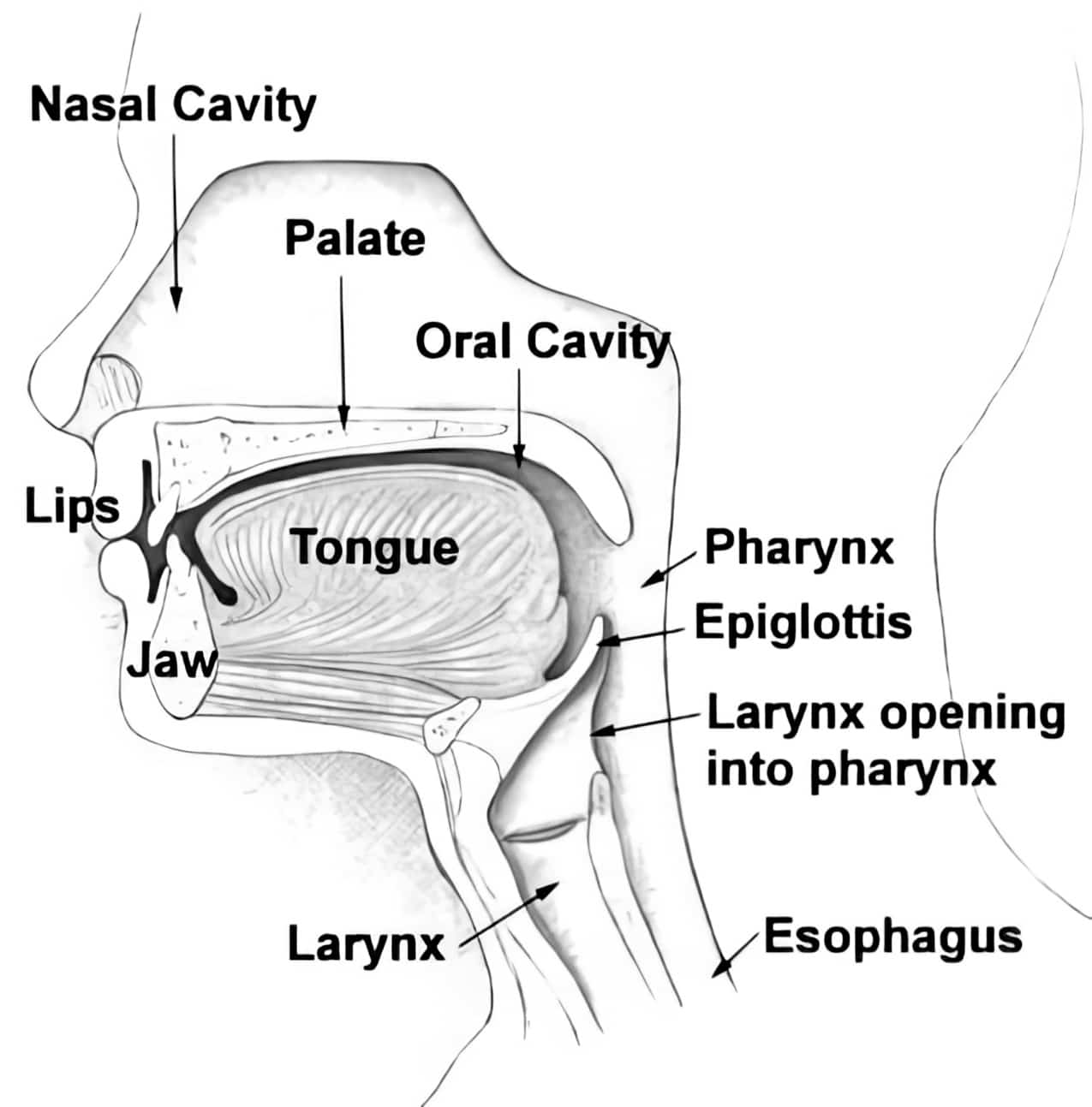 svelg-pharynx