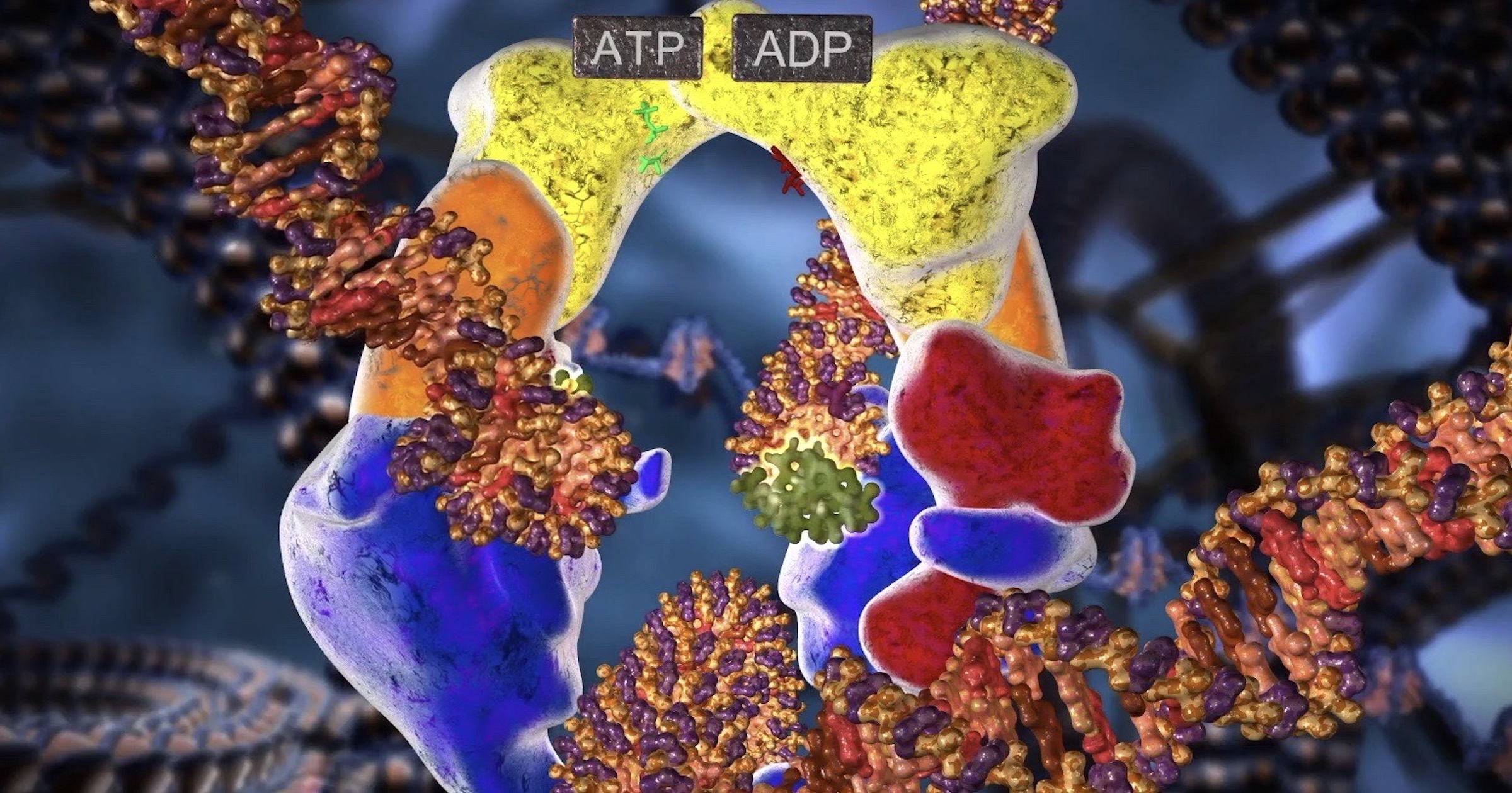 Topoisomerase II