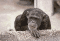 ape nekter