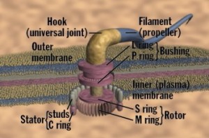 bakterie-flagellum