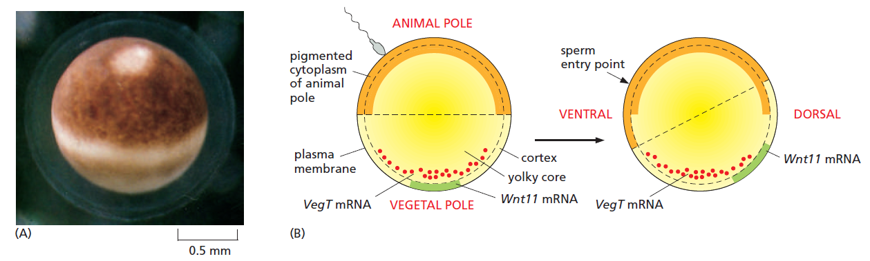 froske-egg