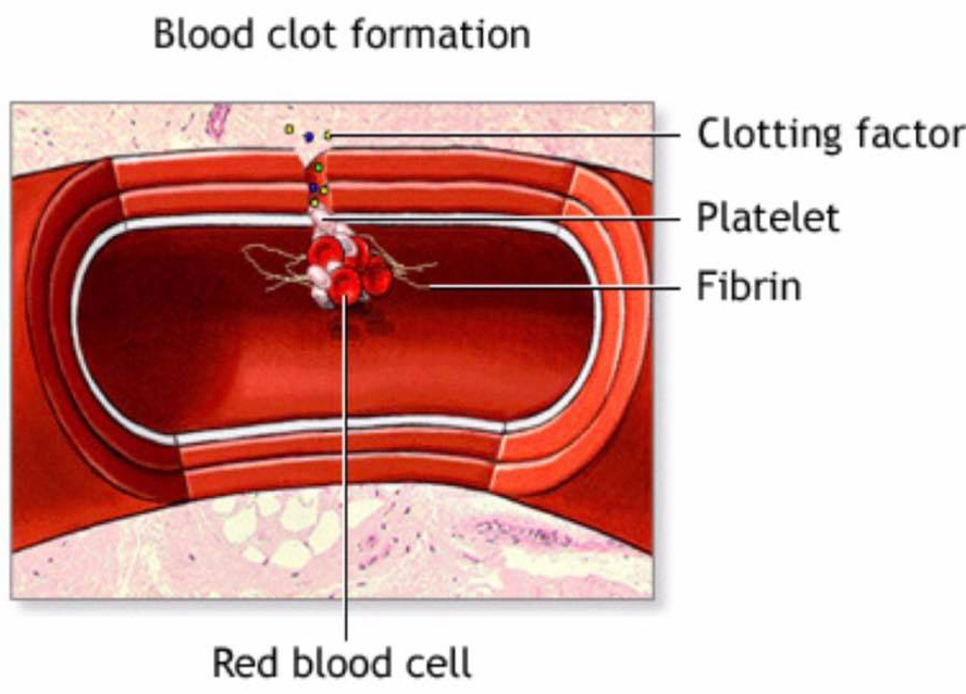 blod-koagulering