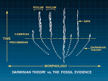 fossil-materiale Cambrium