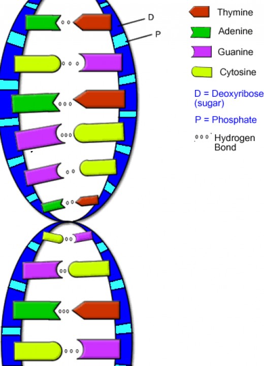 DNA-forklaring