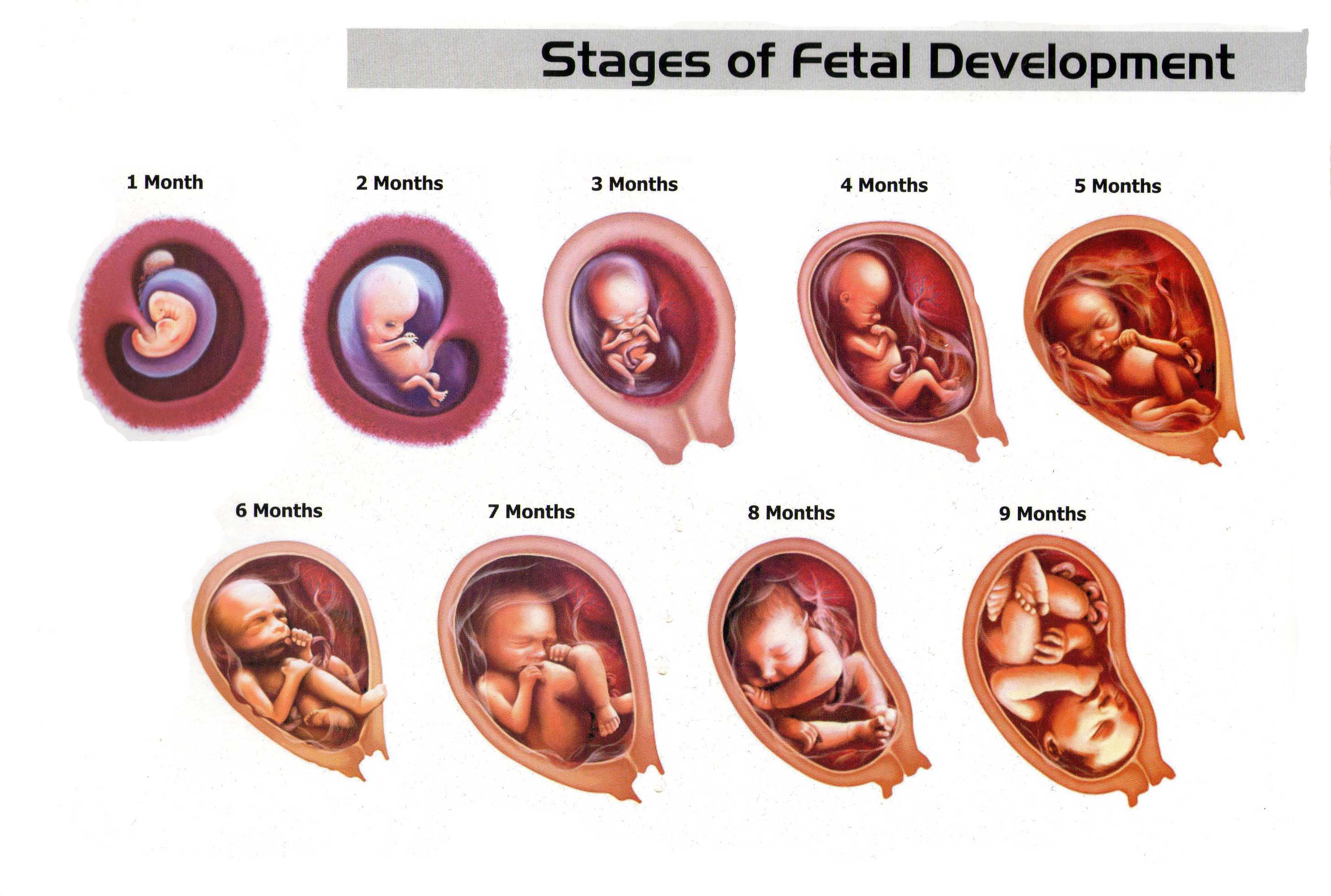 embryo-utvikling