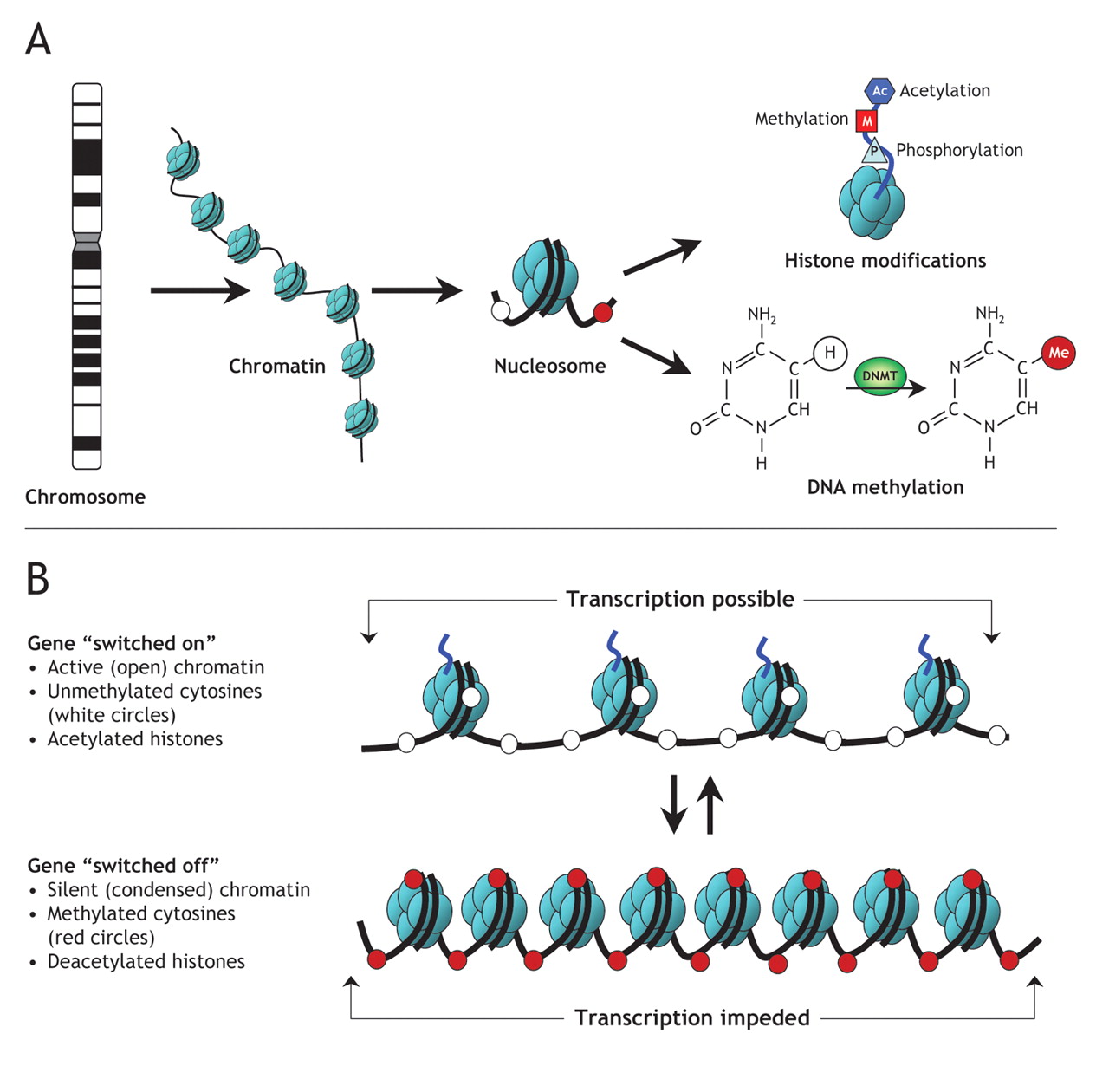 Epigenetiske svitsjer