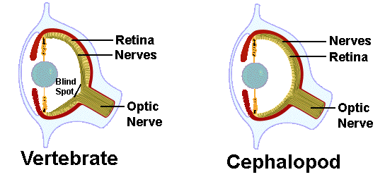 eye
