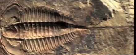 fiske-fossil