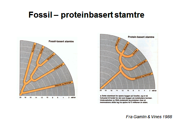 Forskjell fossiler molekyl&aelig;rt tre