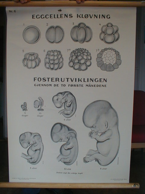 fosterutvikling