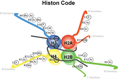 histon-kode