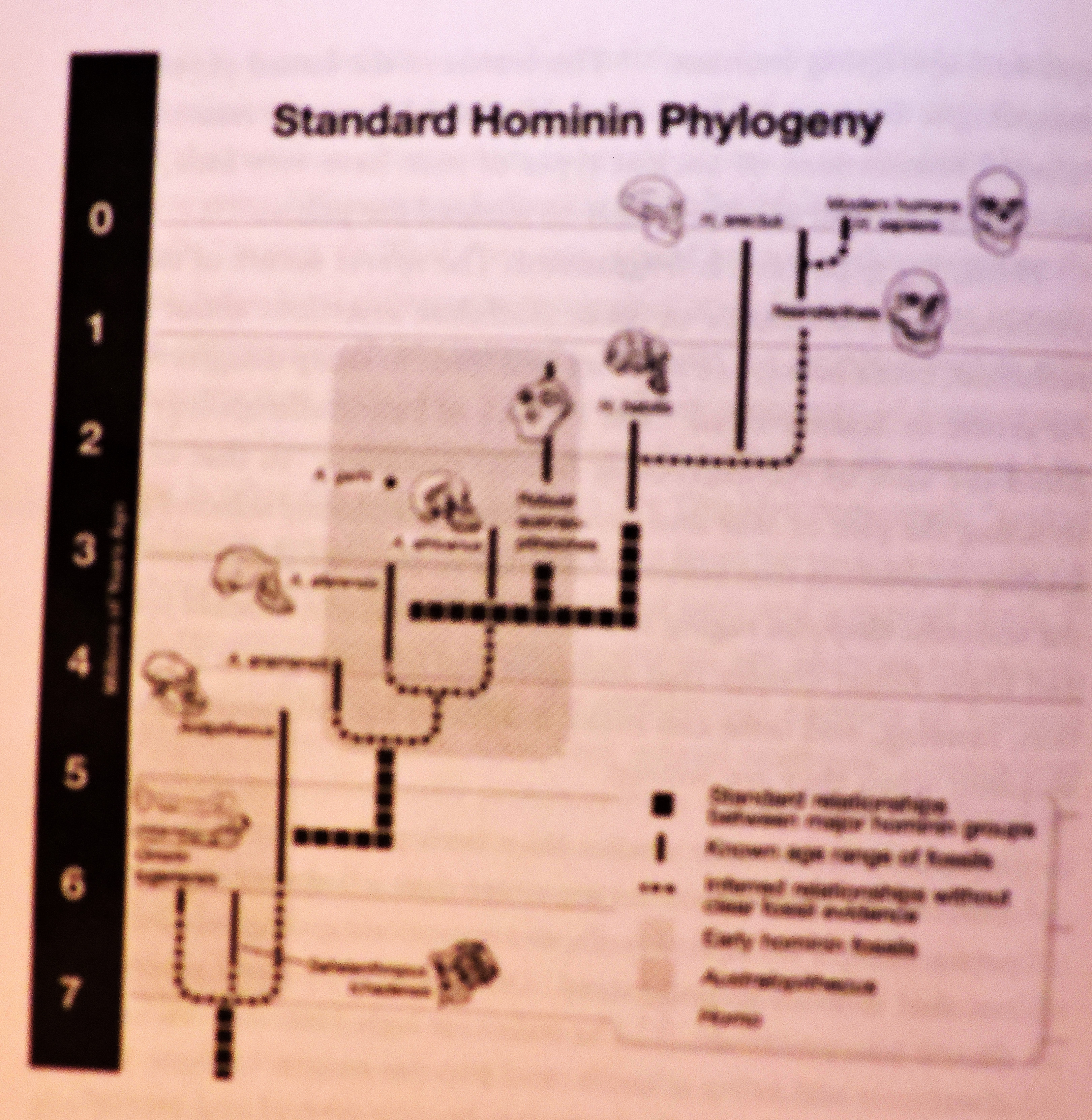hominid