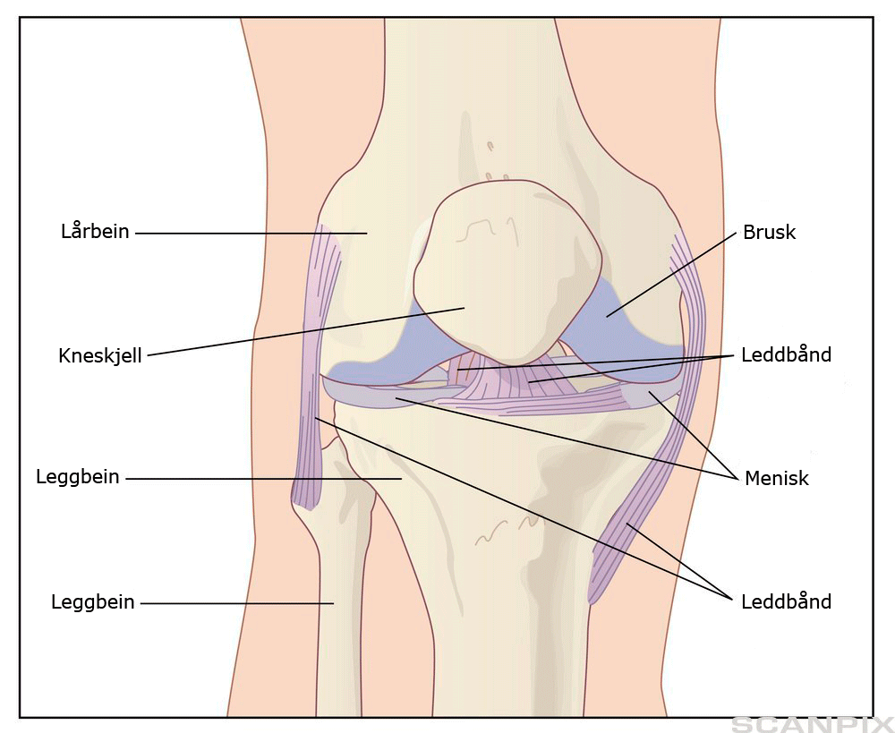 Kneledde-bilde