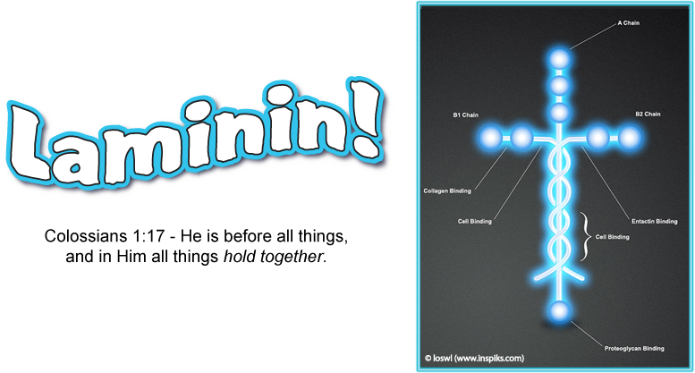 laminin