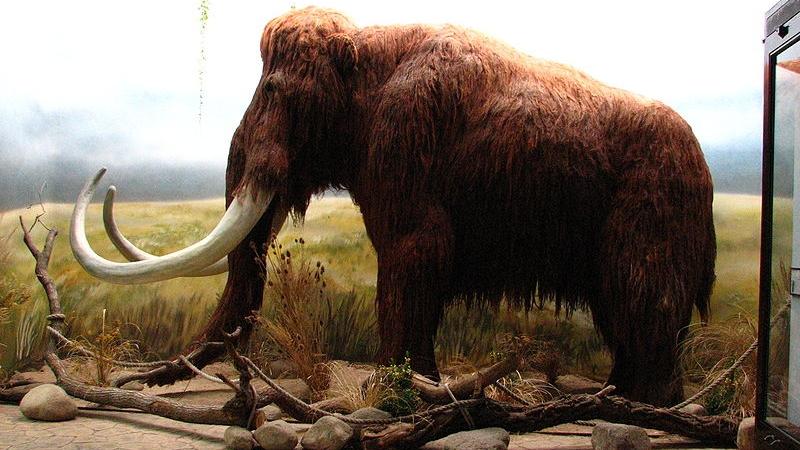 mammut