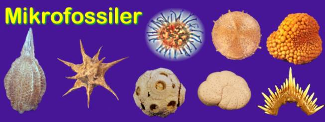 mikrofosiler